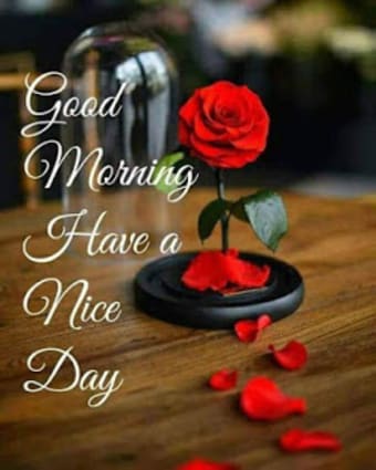 Good morning evening night messages and images Gif1