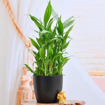 Plants Online || Buy Plants online2