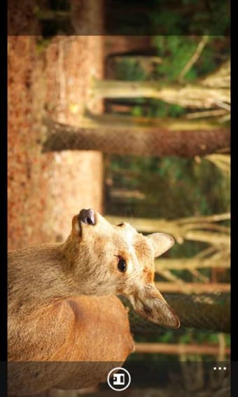 FlashAir Photos  102