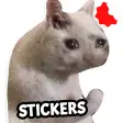 New Funny Cat Memes Stickers WAStickerApps