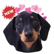 WAstickerApps Hot dog Dachshund Stickers Memes