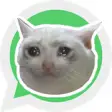 Sad Cat Stickers - WAStickerApps