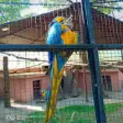 Blue parrot browser