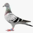 pigeon