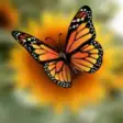 Bokeh Photo Effect  10