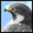 Falcon a Lightweight FEM Post Processor