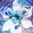 Blue Iris