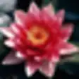 ImageOpen